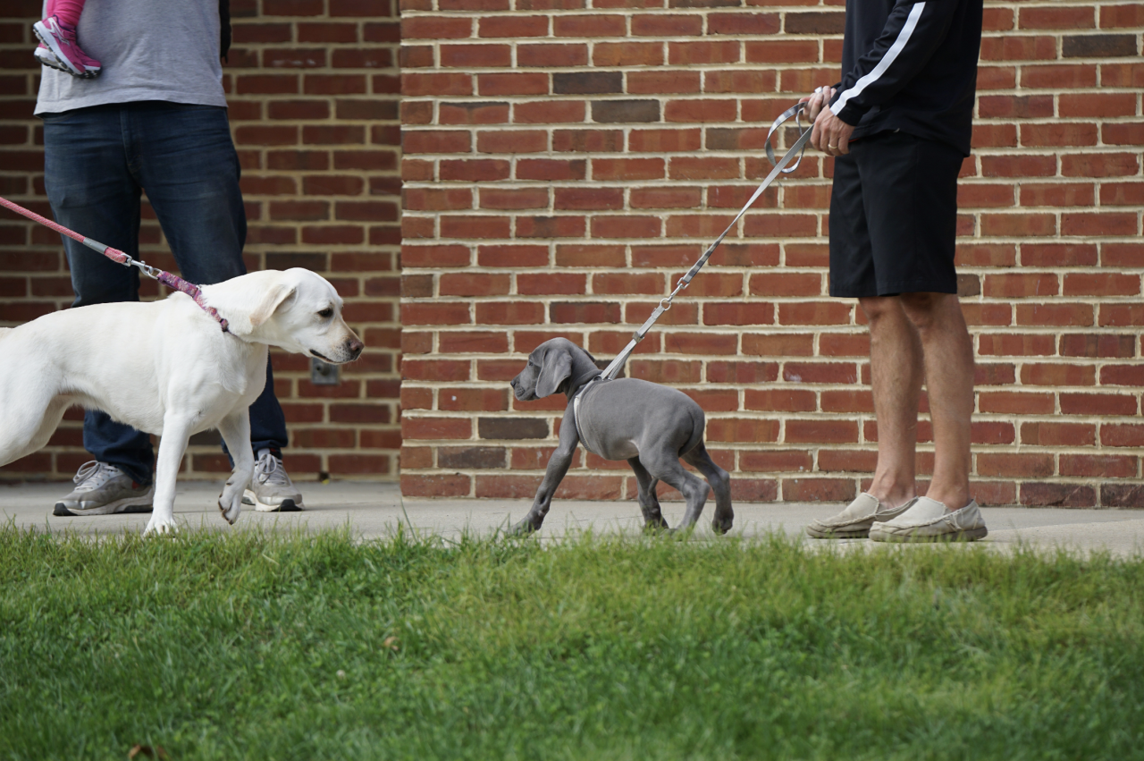 A white golden retriever pulls towards a small labrador puppy who also pulls towards him but he is scared with the tails between his legs